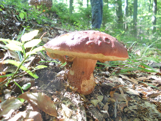 hríb sosnový Boletus pinophilus Pil. et Dermek in Pil.