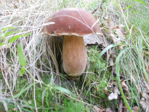 hríb sosnový Boletus pinophilus Pil. et Dermek in Pil.