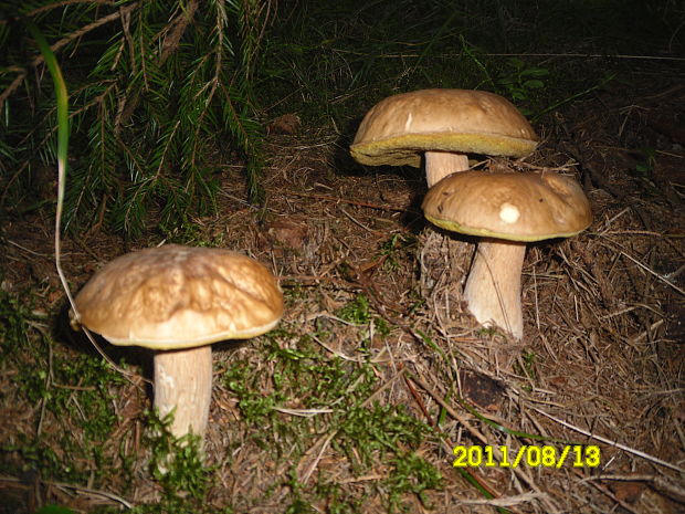 hríb  Boletus sp.