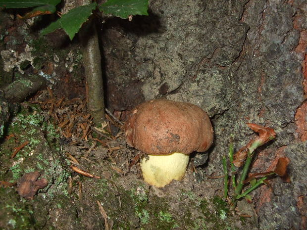 hríb horský Butyriboletus subappendiculatus (Dermek, Lazebn. & J. Veselský) D. Arora & J.L. Frank