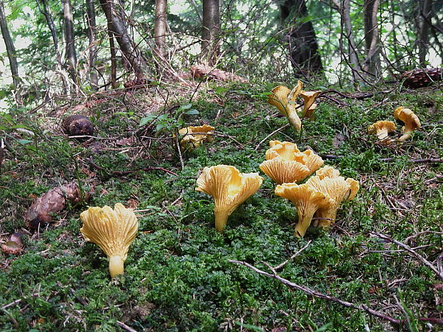 kuriatko jedlé Cantharellus cibarius Fr.