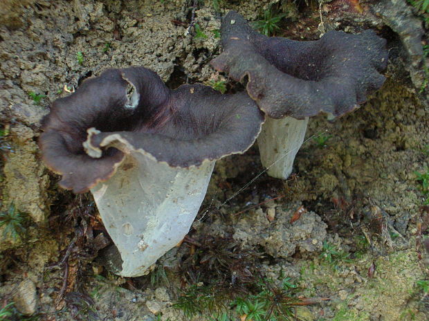 lievik trúbkovitý Craterellus cornucopioides (L.) Pers.