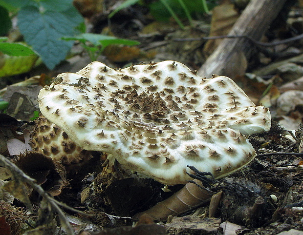 bedlička ostrošupinatá Echinoderma asperum (Pers.) Bon