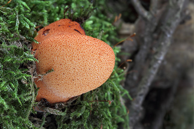 pečeňovec dubový Fistulina hepatica (Schaeff.) With.