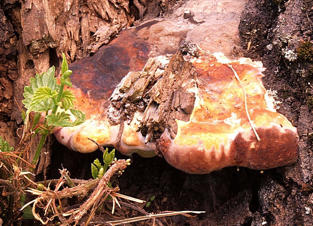 práchnovček pásikavý Fomitopsis pinicola (Sw.) P. Karst.