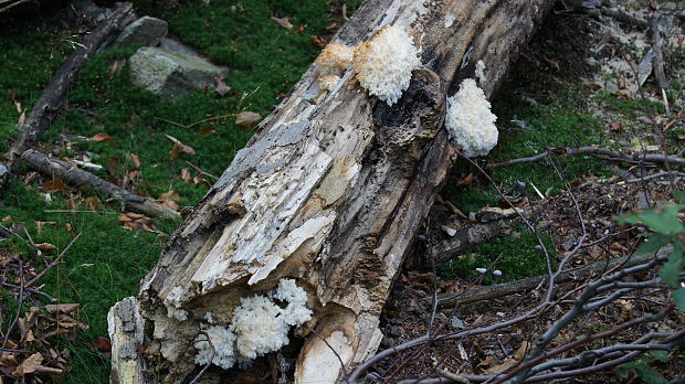 koralovec bukový Hericium coralloides (Scop.) Pers.