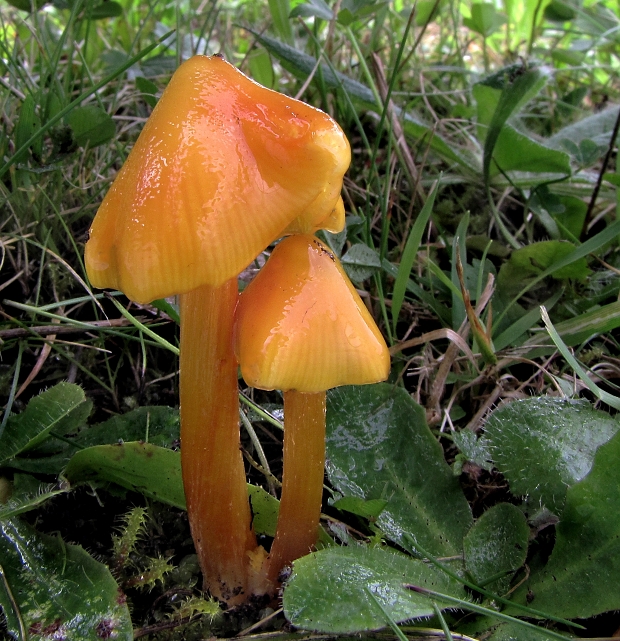 lúčnica hrotitá Hygrocybe acutoconica (Clem.) Singer