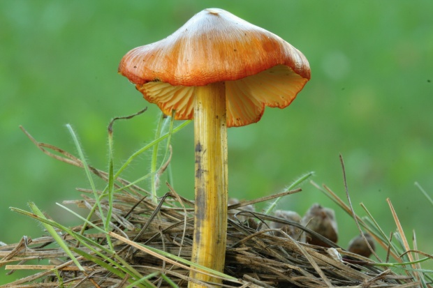 lúčnica Hygrocybe sp.