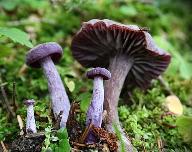 lakovka ametystová Laccaria amethystina (Huds.) Cooke