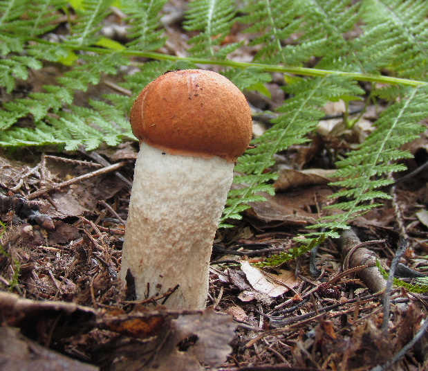 kozák osikový Leccinum albostipitatum den Bakker & Noordel.