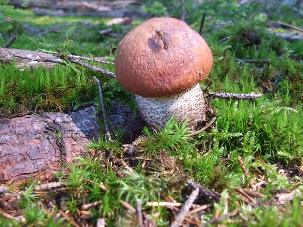 kozák smrekový Leccinum piceinum Pilát & Dermek