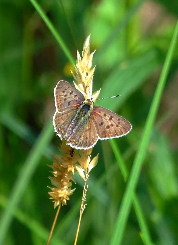 ohniváčik čiernoškvrnný Lycaena tityrus