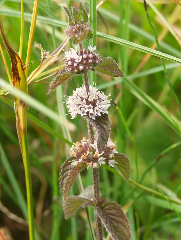 mäta praslenatá Mentha  verticillata L.