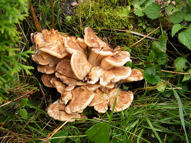 vejárovec obrovský Meripilus giganteus (Pers.) P. Karst.