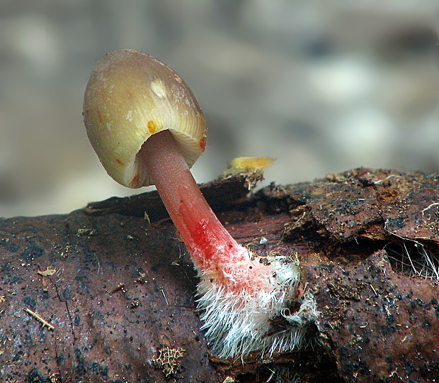 prilbička šafranová Mycena crocata (Schrad.) P. Kumm.