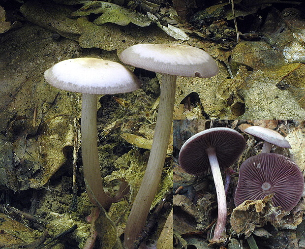 prilbička zúbkovaná Mycena pelianthina (Fr.) Quél.