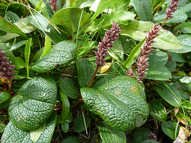 vŕba sieťkovaná Salix reticulata L.