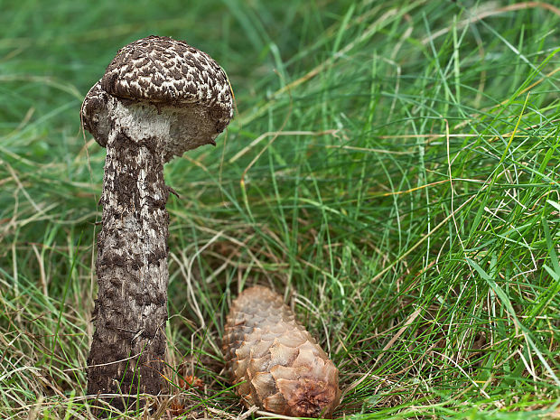 šiškovec šupinatý Strobilomyces strobilaceus (Scop.) Berk.