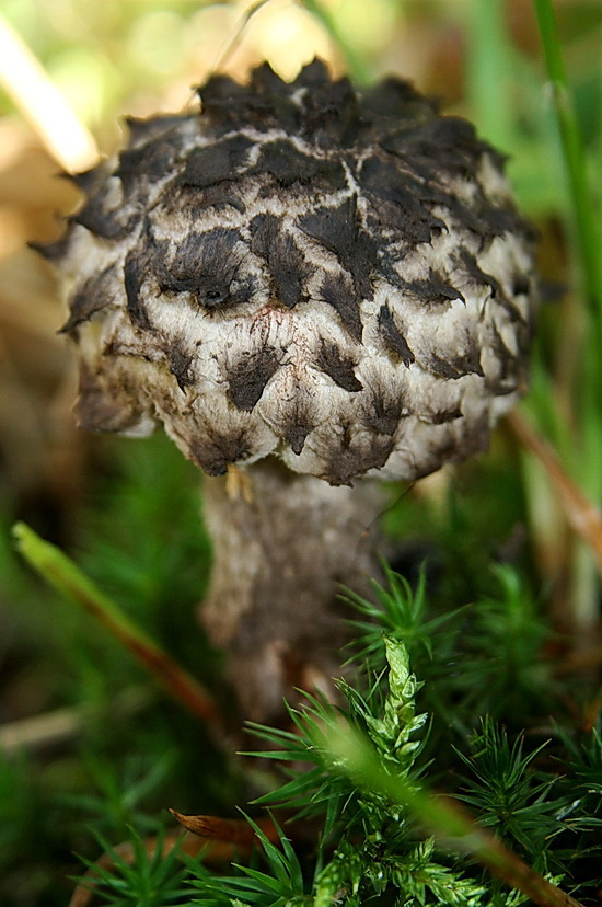 šiškovec šupinatý Strobilomyces strobilaceus (Scop.) Berk.