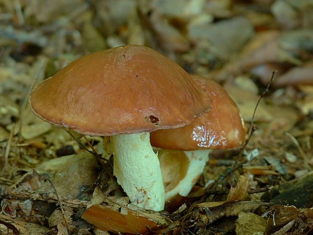 masliak zrnitý Suillus granulatus (L.) Roussel