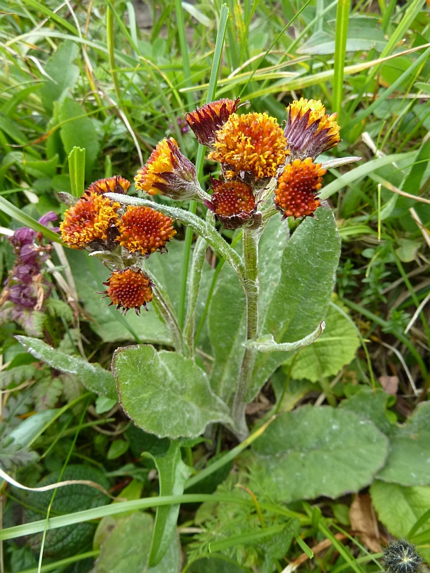 popolavec hlavatý Tephroseris capitata (Wahlenb.) Griseb. et Schenk