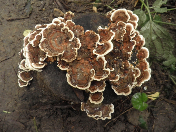 trúdnikovec pestrý Trametes versicolor (L.) Lloyd