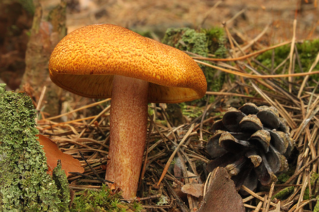 čírovec červenožltý Tricholomopsis rutilans (Schaeff.) Singer