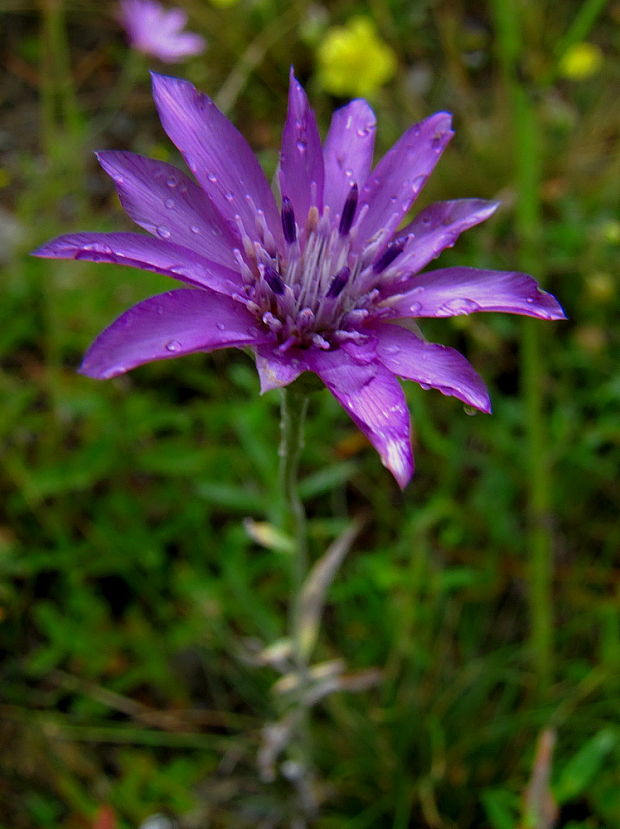 suchokvet ročný Xeranthemum annuum L.