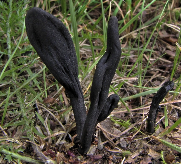 pazoubek Cookeův geoglossum cookeanum Nannf.