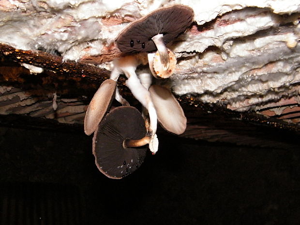 pečiarka Agaricus sp.