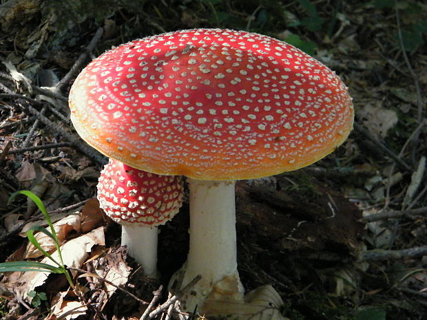 muchotrávka červená Amanita muscaria (L.) Lam.