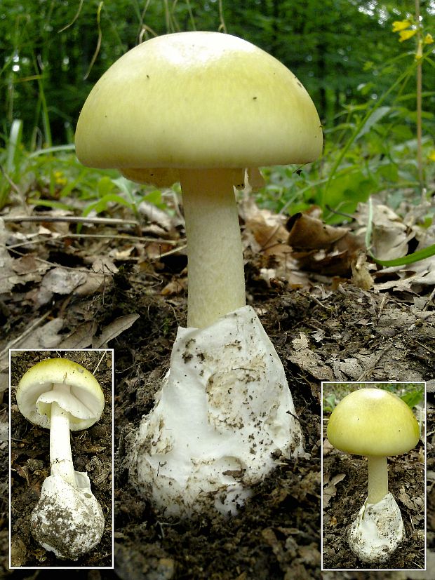 muchotrávka zelená Amanita phalloides (Vaill. ex Fr.) Link