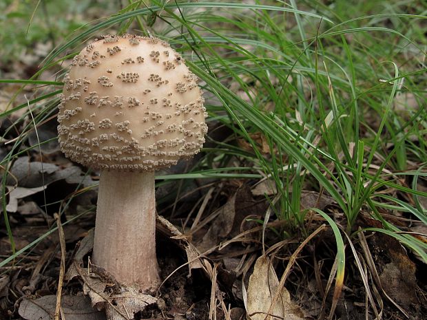 muchotrávka červenkastá Amanita rubescens Pers.