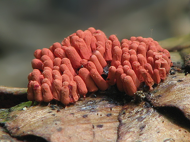 mištička Arcyria sp.