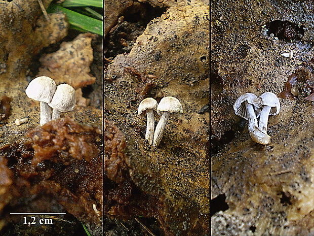 príživnica obyčajná Asterophora parasitica (Bull.) Singer