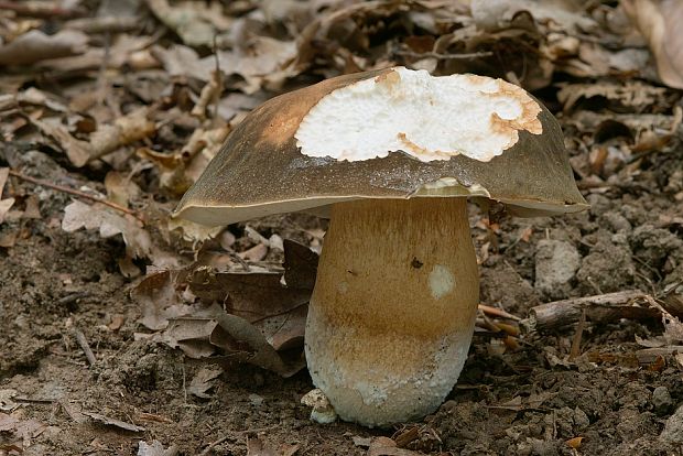 hríb bronzový Boletus aereus Bull. ex Fr.