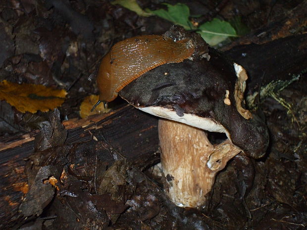 hríb bronzový Boletus aereus Bull. ex Fr.