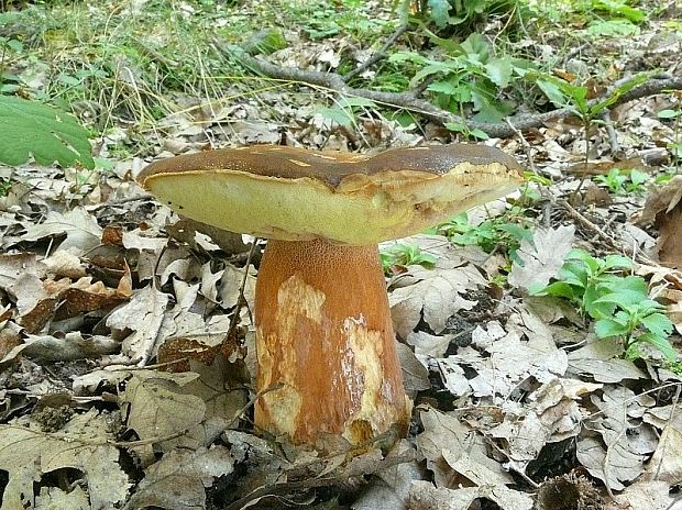 hríb bronzový Boletus aereus Bull. ex Fr.