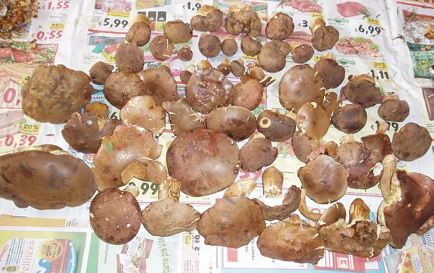 suchohríb vresový Boletus badiorufus R. Heim