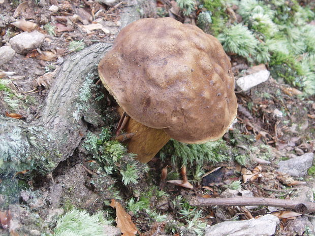 suchohríb vresový Boletus badiorufus R. Heim