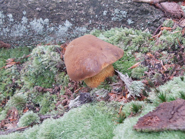 suchohríb vresový Boletus badiorufus R. Heim