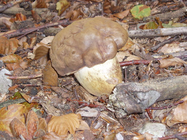 suchohríb vresový Boletus badiorufus R. Heim