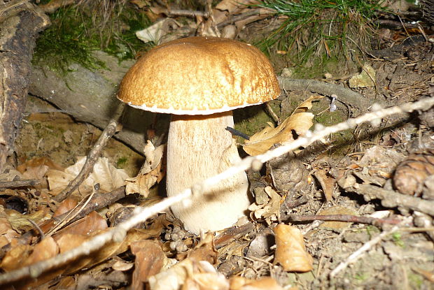 hríb smrekový Boletus edulis Bull.