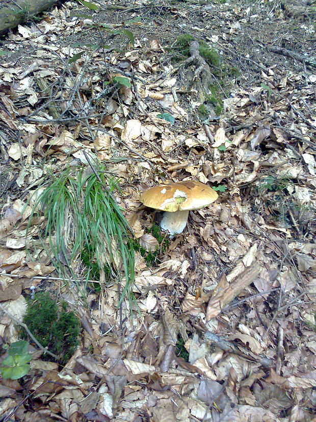 hríb smrekový Boletus edulis Bull.