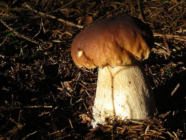 hríb smrekový Boletus edulis Bull.