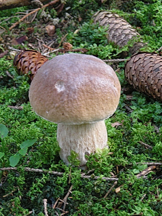 hríb smrekový Boletus edulis Bull.