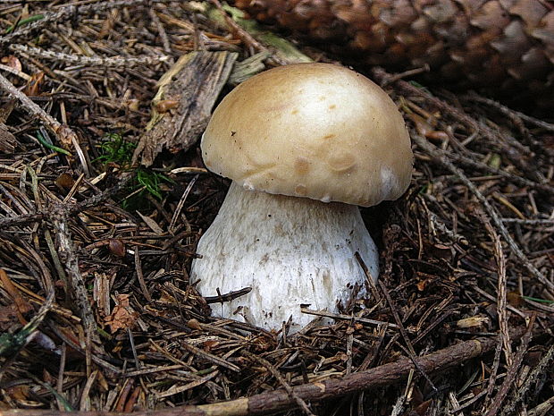 hríb smrekový Boletus edulis Bull.