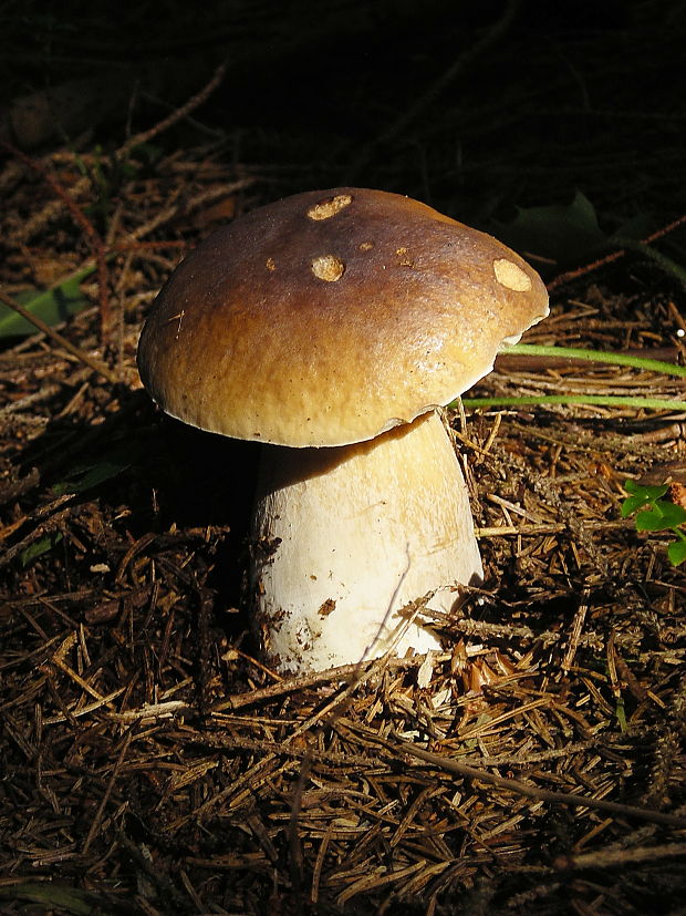 hríb smrekový Boletus edulis Bull.