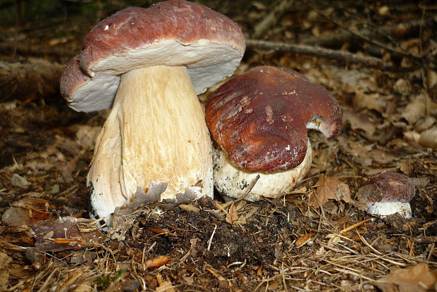 hríb sosnový Boletus pinophilus Pil. et Dermek in Pil.