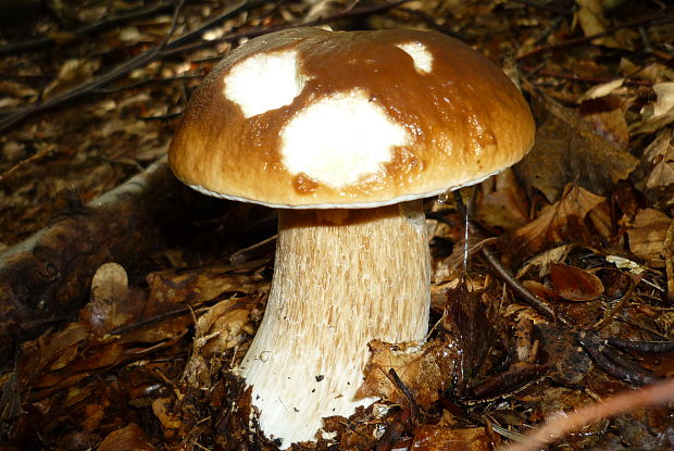 hríb smrekovy Boletus reticulatus Schaeff.